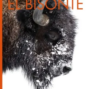 Today Only El bisonte