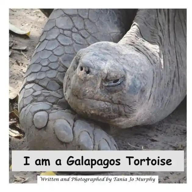 Exclusive I am a Galapagos Tortoise