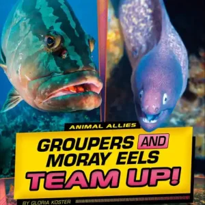 Groupers and Moray Eels Team Up! Affordable