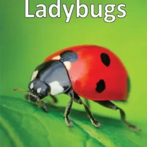 In Demand Ladybugs