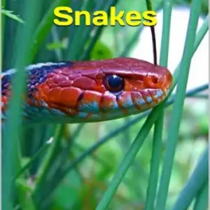 Last Chance My Field Guide To Snakes