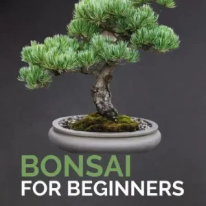 In Demand Bonsai For Beginners - The Complete Guide To Bonsai Care And Techniques For Beginners
