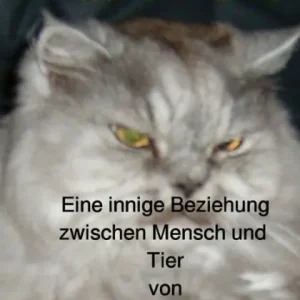 Katzenliebe: Eine innige Beziehung zwischen Mensch und Tier Super Sale