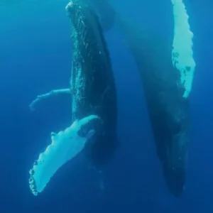 Dive Log: 100 Scuba Diving Logs, Humpback Whale Dance Cover: Don’t Miss Out