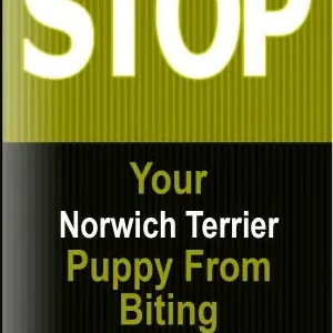 Keep Your Norwich Terrier From Biting Price Drop