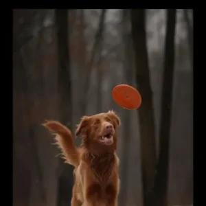 Special Offer Dog Frisbee: Discover the world of dog frisbees!