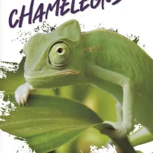 New Release Chameleons