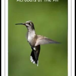 Buy Today Hummingbirds: Acrobats of the Air