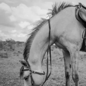 The Rancher: Guided By The River: Authentic
