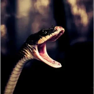 Affordable Snakes