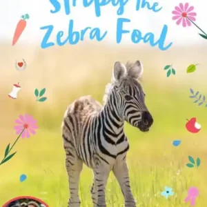 Stripy the Zebra Foal Same Day Shipping