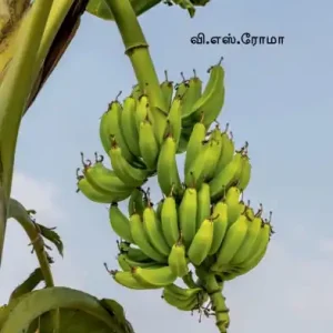 Super Sale Vaazhai Pazham