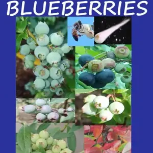 Almost Everything You Need to Know About Blueberries Trusted Brand