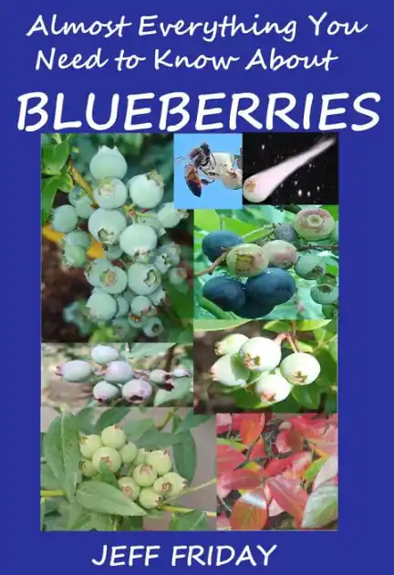 Almost Everything You Need to Know About Blueberries Trusted Brand