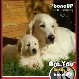 Weekend Sale Golden Retriever Puppy Training Book for Dogs and Puppies by Bone Up Dog Training: Are You Ready to Bone Up? Easy Training * Fast Results Golden Retriever Puppy