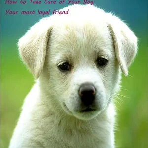 Top Pick How to Take Care of Your Dog:Your most loyal friend
