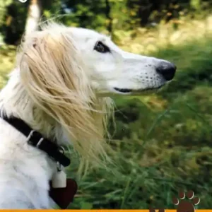 Ein Sommer mit Suleika: Eine Hundegeschichte in Briefen und Bildern Hot Deal