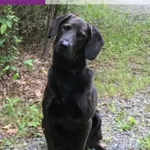 Totally Confused Place Order