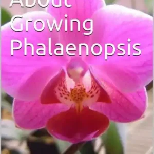 The Truth About Growing Phalaenopsis Orchids Flash Sale
